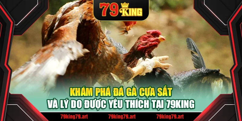 Khám phá đá gà cựa sắt và lý do được yêu thích tại 79King